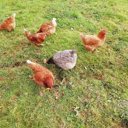 Pantasaph Farm B&B Holywell  Buitenkant foto